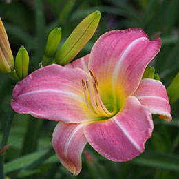 hemerocallis rosea